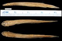 рис. 3: Stegophilus septentrionalis, Holotype