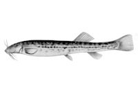 рис. 3: Trichomycterus areolatus