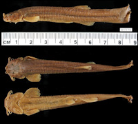 foto 3: Trichomycterus atochae