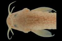 рис. 3: Trichomycterus barbouri = Pygidium barbouri, Holotype, head dorsal