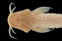foto 4: Trichomycterus barbouri = Pygidium barbouri, Holotype, head ventral