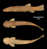 Pic. 3: Trichomycterus borellii