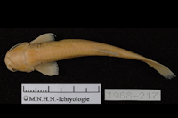 Pic. 3: Trichomycterus chaberti, Holotype, dorsal