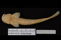 Pic. 4: Trichomycterus chaberti, Holotype, ventral