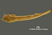 Bild 4: Pygidium conradi = Trichomycterus conradi, Holotype, ventral