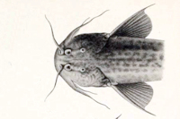 рис. 3: Trichomycterus fassli