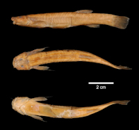 рис. 3: Trichomycterus goeldii, Type