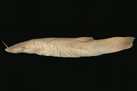 Pygidium immaculatum = Trichomycterus immaculatus, lateral