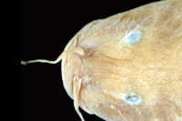рис. 3: Pygidium immaculatum = Trichomycterus immaculatus, head dorsal