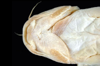 Bild 4: Pygidium immaculatum = Trichomycterus immaculatus, head ventral