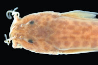рис. 3: MCZ:Ich:37240 Pygidium banneaui maracaiboensis, Trichomycterus maracaiboensis, dorsal