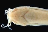 рис. 4: MCZ:Ich:37240 Pygidium banneaui maracaiboensis, Trichomycterus maracaiboensis, ventral
