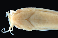 foto 4: MCZ:Ich:37240 Pygidium banneaui maracaiboensis, Trichomycterus maracaiboensis, ventral