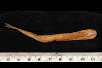 Pic. 3: Trichomycterus meridae; dorsal
