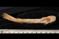 Bild 4: Trichomycterus meridae; ventral