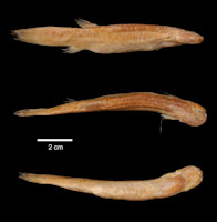 рис. 5: Trichomycterus meridae, Type