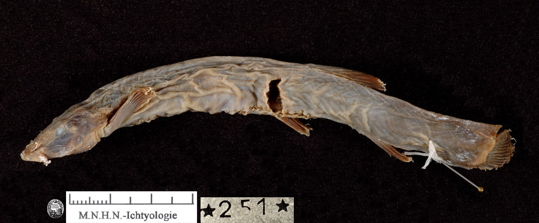 Trichomycterus nigricans Wels Datenbank Welsfans