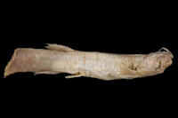 Trichomycterus nigromaculatus, Syntype