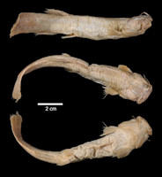 Bild 3: Trichomycterus nigromaculatus, Syntype