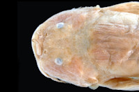 Bild 3: Trichomycterus oroyae = Pygidium oroyae, head dorsal