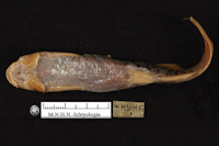 Bild 4: Trichomycterus rivulatus, Syntype, ventral