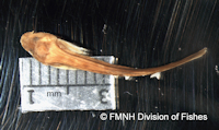 Pic. 3: Trichomycterus santaeritae = Pygidium santae-ritae, Holotype, dorsal