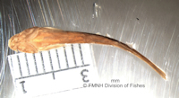 рис. 4: Trichomycterus santaeritae = Pygidium santae-ritae, Holotype, ventral