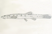 Bild 5: Trichomycterus santaeritae = Pygidium santae-ritae, Type