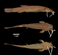 Bild 3: Trichomycterus spegazzinii = Pygidium spegazzinii, Type