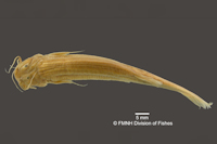 Bild 3: Trichomycterus stellatus = Pygidium stellatum, Holotype, dorsal