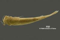 рис. 4: Trichomycterus stellatus = Pygidium stellatum, Holotype, ventral