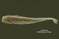 Pic. 3: Trichomycterus straminius = Pygidium straminium, Holotype, dorsal