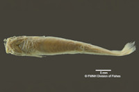 foto 4: Trichomycterus straminius = Pygidium straminium, Holotype, ventral