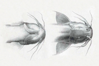 рис. 3: Trichomycterus taczanowskii, Type, head dorsal/ventral