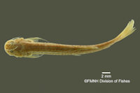 Bild 3: Pygidium triguttatum = Trichomycterus triguttatus, Holotype,dorsal