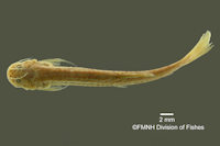 foto 3: Pygidium triguttatum = Trichomycterus triguttatus, Holotype,dorsal