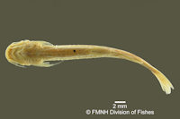 foto 4: Pygidium triguttatum = Trichomycterus triguttatus, Holotype, ventral