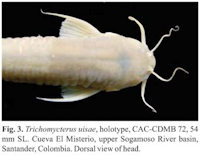 рис. 3: Trichomycterus uisae