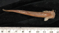 Bild 3: Pygidium unicolor = Trichomycterus unicolor, Syntype, dorsal