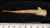 Pic. 4: Pygidium unicolor = Trichomycterus unicolor, Syntype, ventral