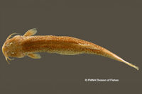 Pic. 3: Pygidium vermiculatum = Trichomycterus vermiculatus, Holotype, dorsal