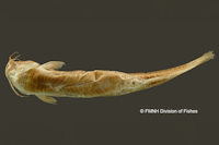 Pic. 4: Pygidium vermiculatum = Trichomycterus vermiculatus, Holotype, ventral