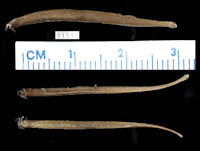 Bild 3: Typhlobelus ternetzi Myers, 1944, Holotype