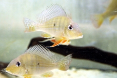 Hochstirn-Erdfresser (Geophagus altifrons "Barcelos")