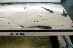Planiloricaria cryptodon