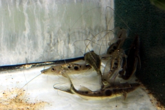 Langschwanz-Spatelwels (Platysilurus mucosus)
