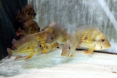 Geophagus winemilleri