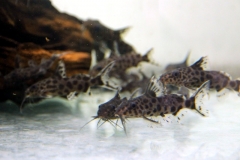 Malawi-Fiederbartwels (Synodontis sp.)