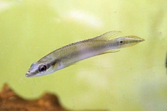 Regans Zwerghechtbuntbarsch (Crenicichla regani "Rio Tapajós")
