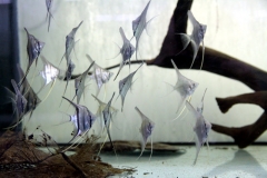 Skalar (Pterophyllum scalare)